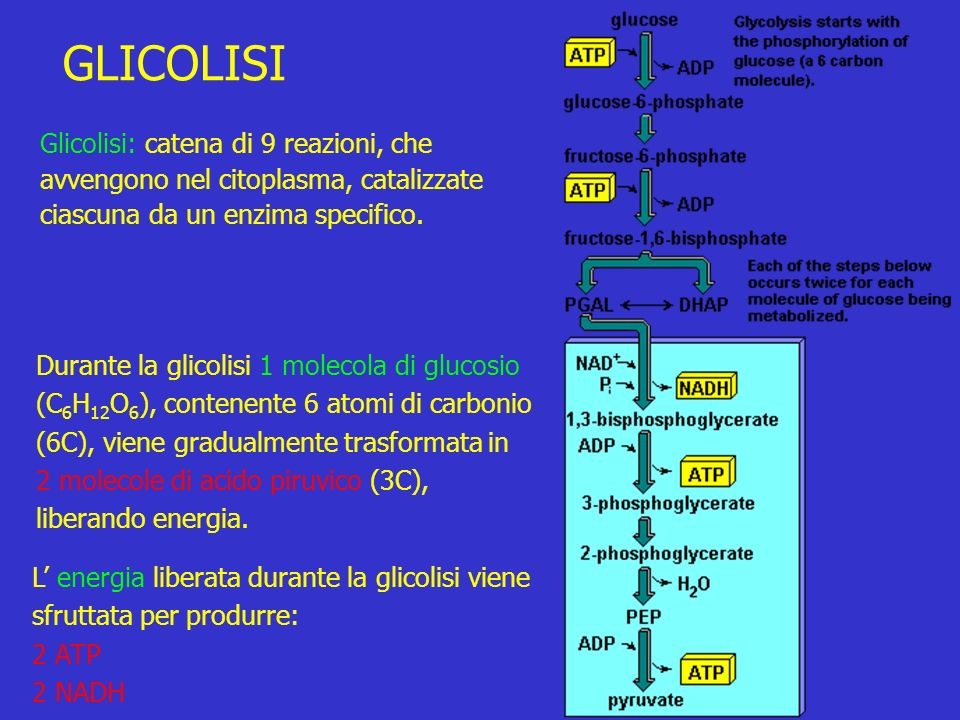 GLICOLISI Glicolisi: catena di 9 reazioni, che avvengono nel citoplasma, catalizzate ciascuna da un enzima specifico.