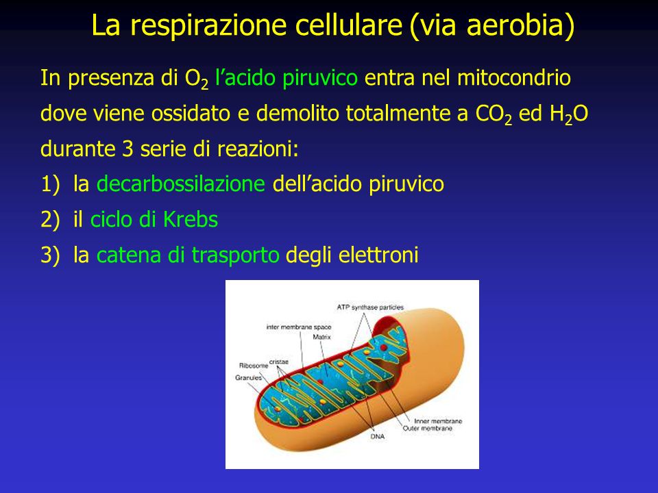 La respirazione cellulare (via aerobia)