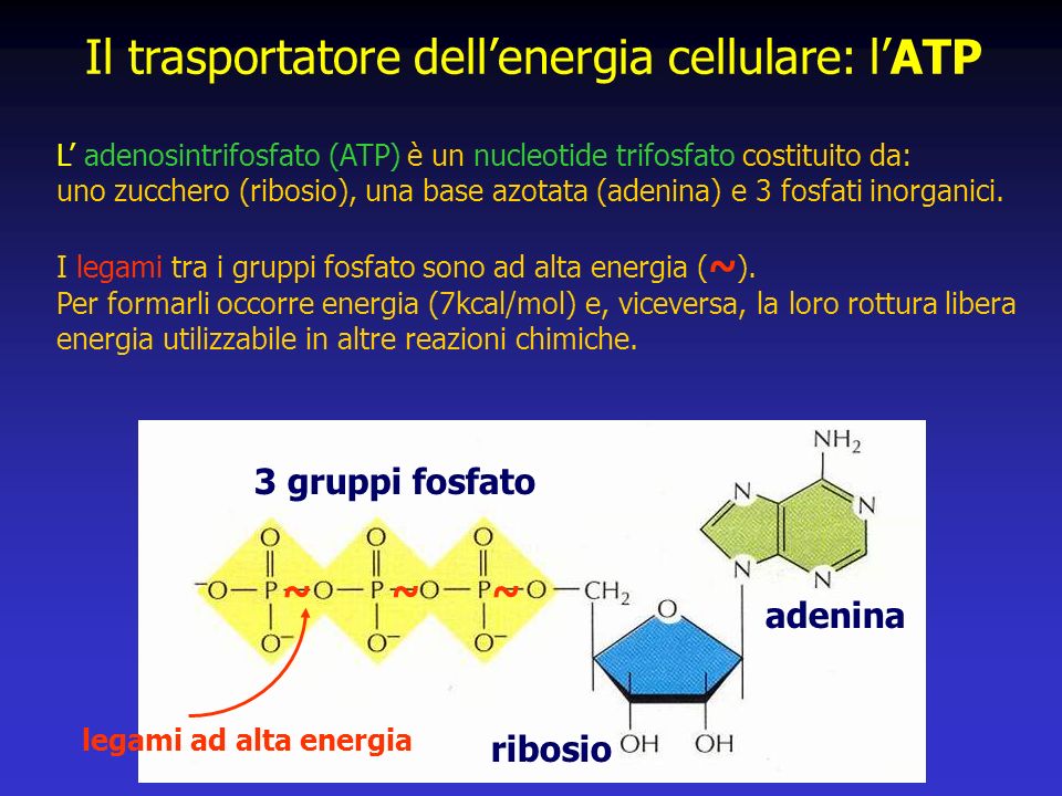 Il trasportatore dell’energia cellulare: l’ATP