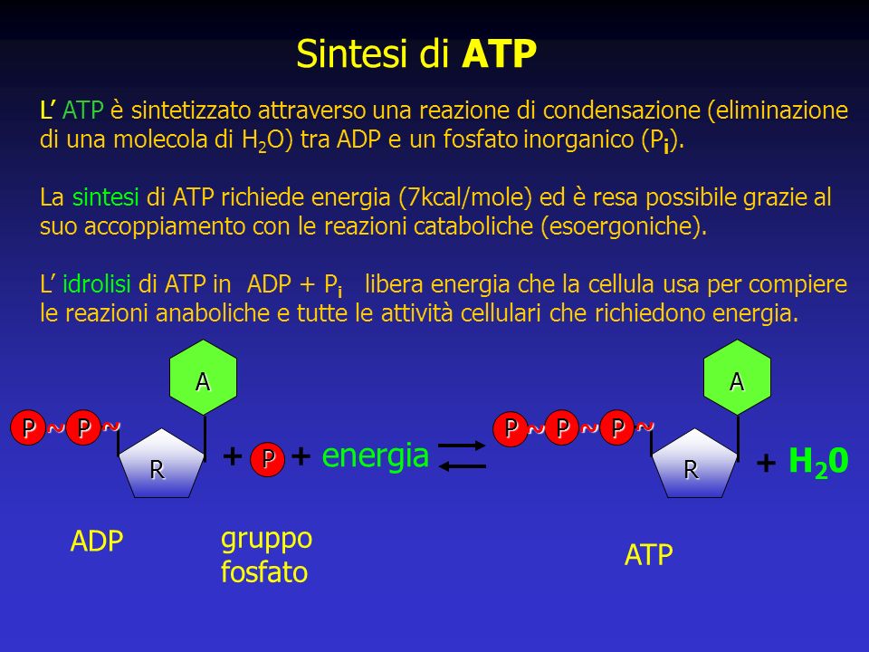 Sintesi di ATP energia H ADP gruppo fosfato ATP