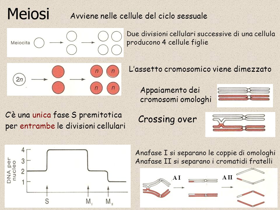 Meiosi Crossing over Avviene nelle cellule del ciclo sessuale