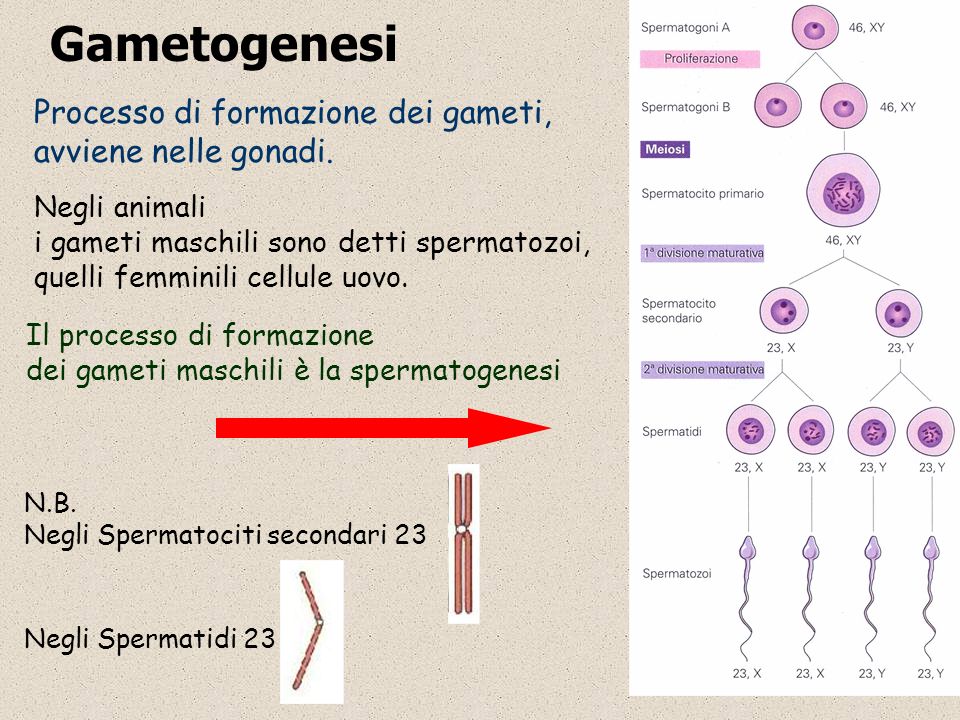 Gametogenesi Processo di formazione dei gameti, avviene nelle gonadi.
