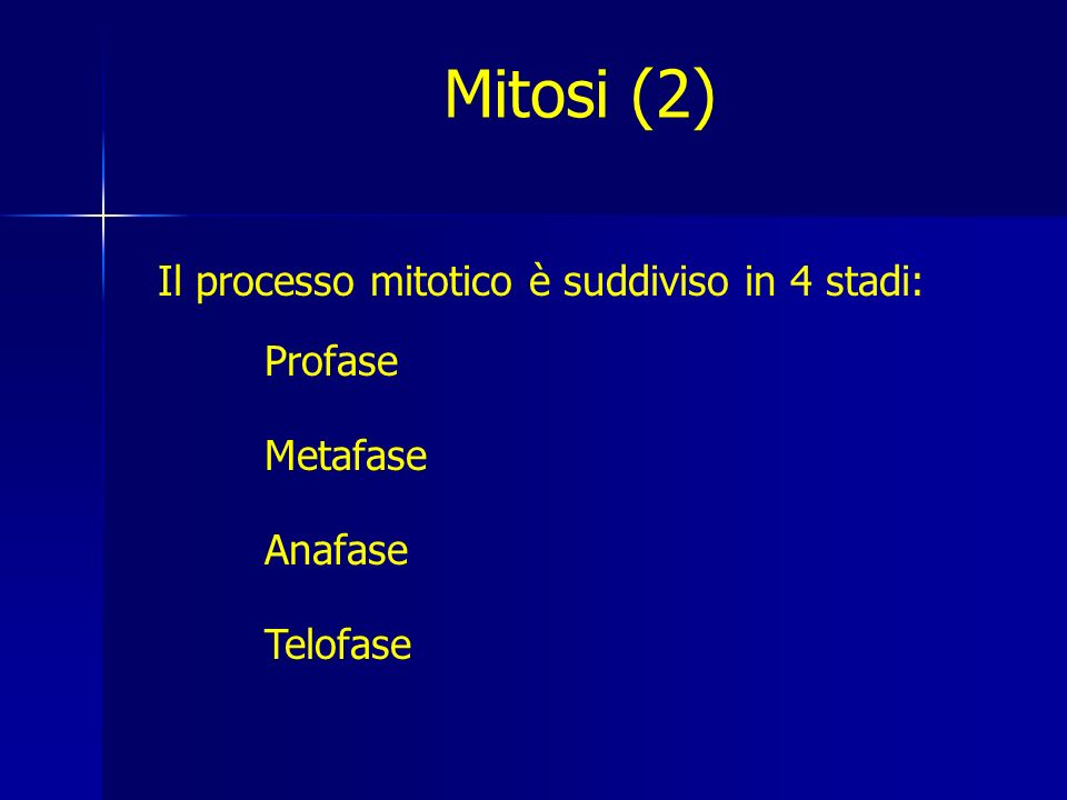 Mitosi (2) Il processo mitotico è suddiviso in 4 stadi: Profase