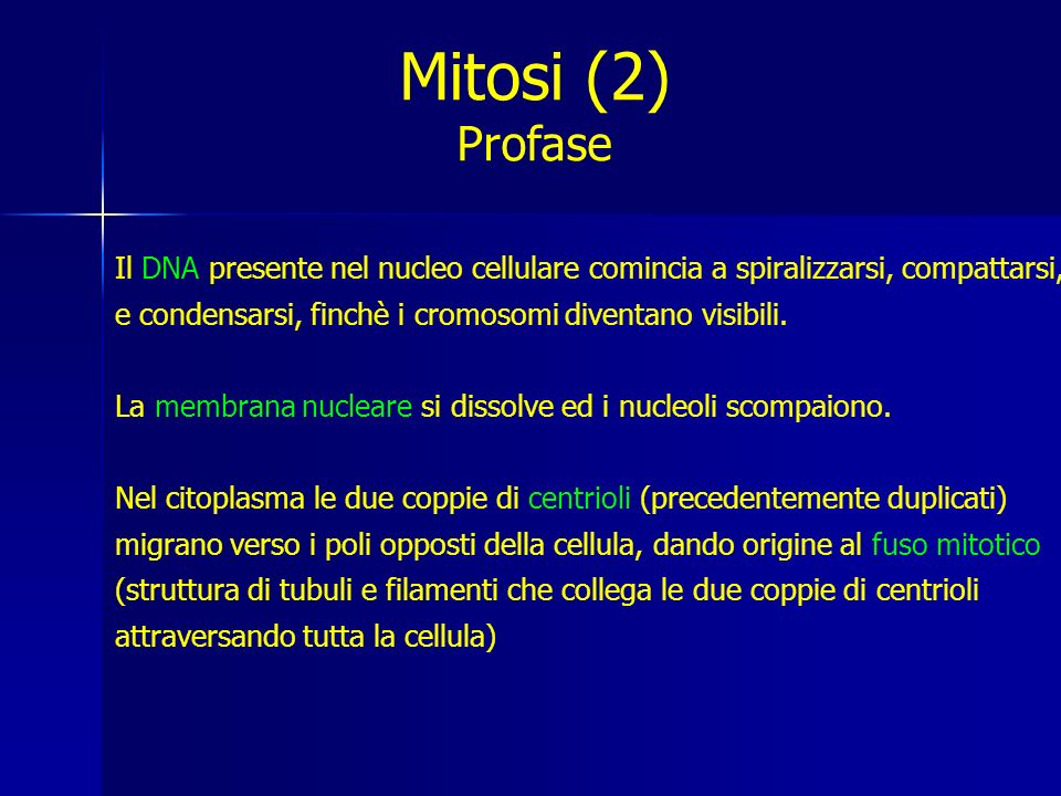 Mitosi (2) Profase. Il DNA presente nel nucleo cellulare comincia a spiralizzarsi, compattarsi,