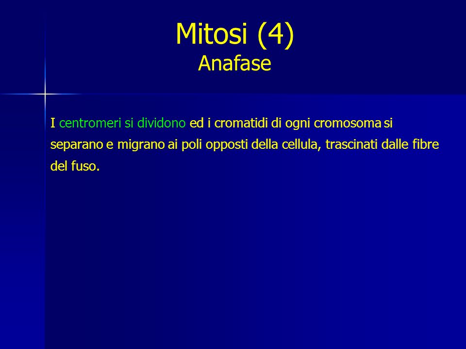 Mitosi (4) Anafase.