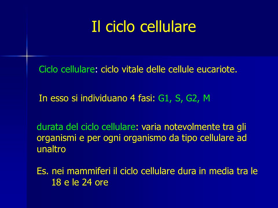 Il ciclo cellulare Ciclo cellulare: ciclo vitale delle cellule eucariote. In esso si individuano 4 fasi: G1, S, G2, M.
