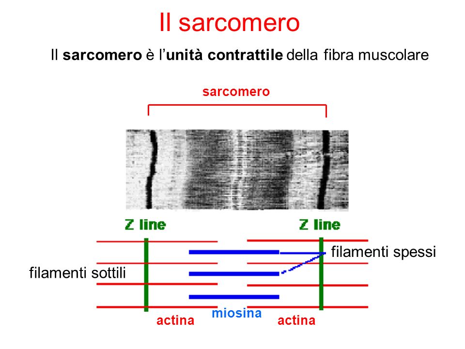 Il sarcomero Il sarcomero è l’unità contrattile della fibra muscolare
