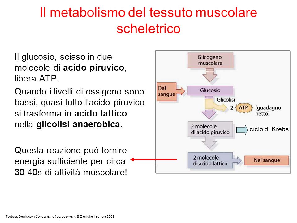 Il metabolismo del tessuto muscolare scheletrico