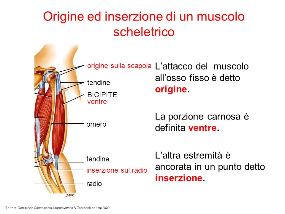 Origine ed inserzione di un muscolo scheletrico