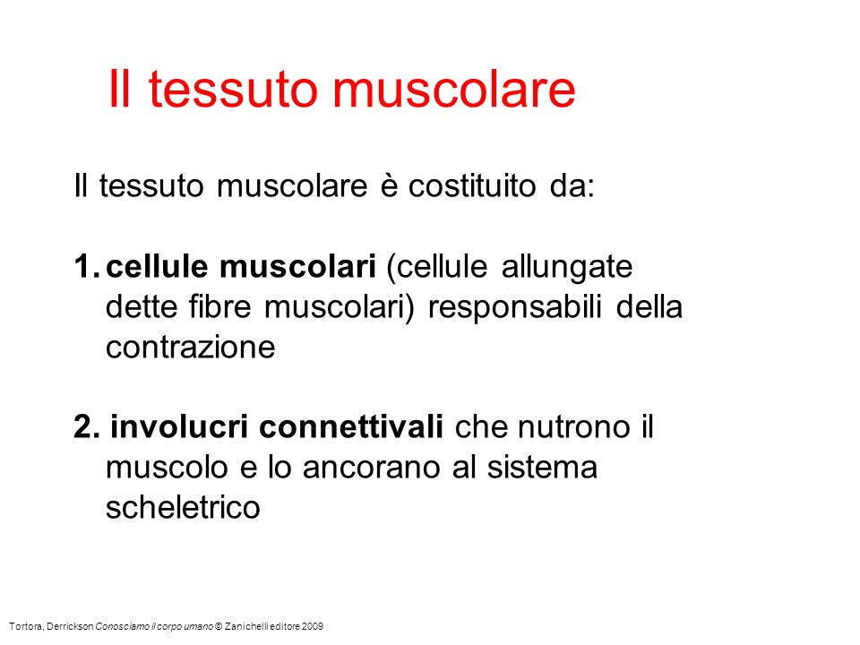 Il tessuto muscolare Il tessuto muscolare è costituito da: