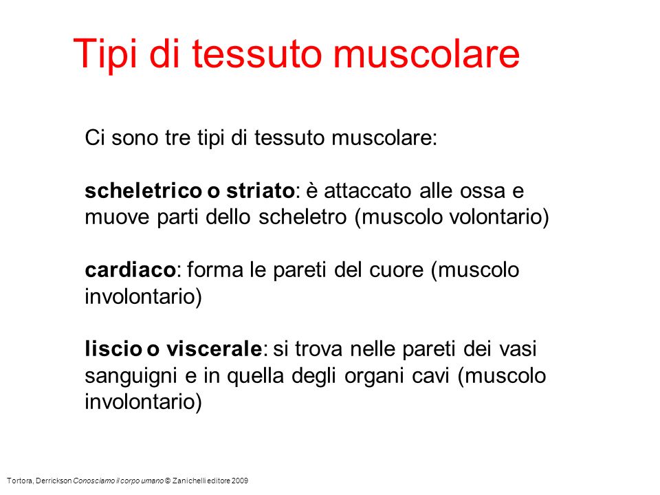 Tipi di tessuto muscolare