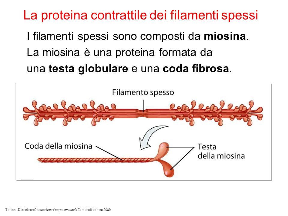 La proteina contrattile dei filamenti spessi