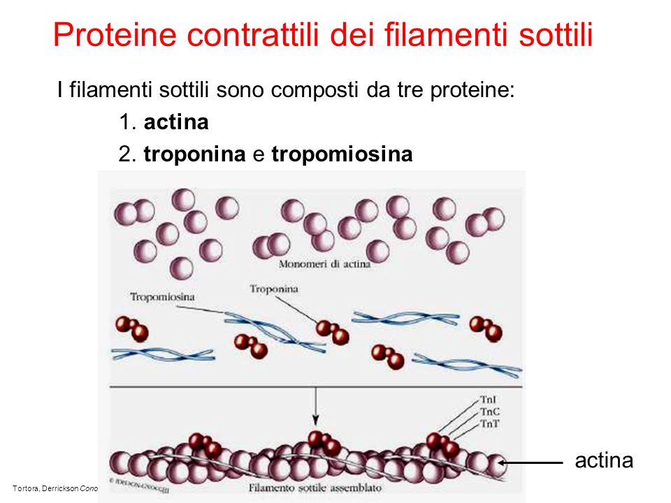 Proteine contrattili dei filamenti sottili