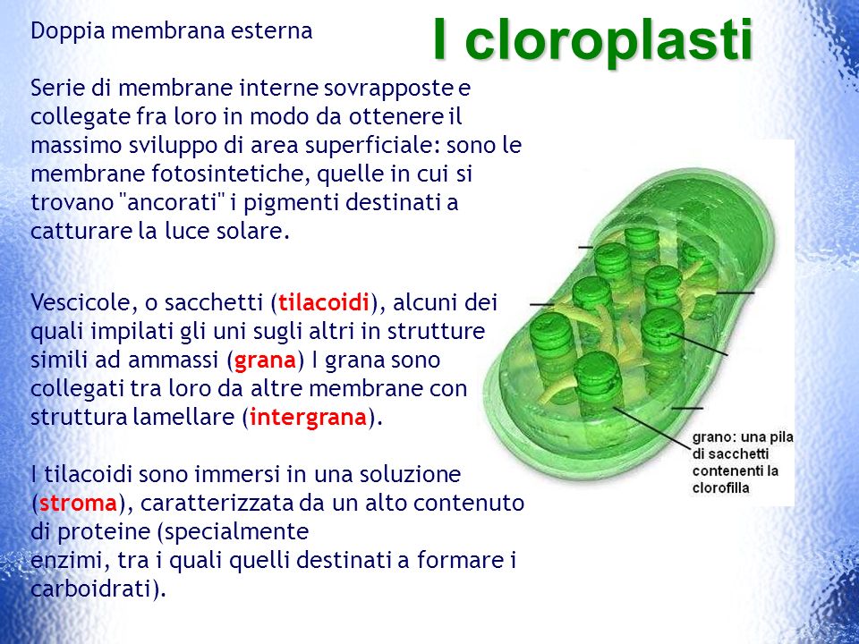 I cloroplasti Doppia membrana esterna