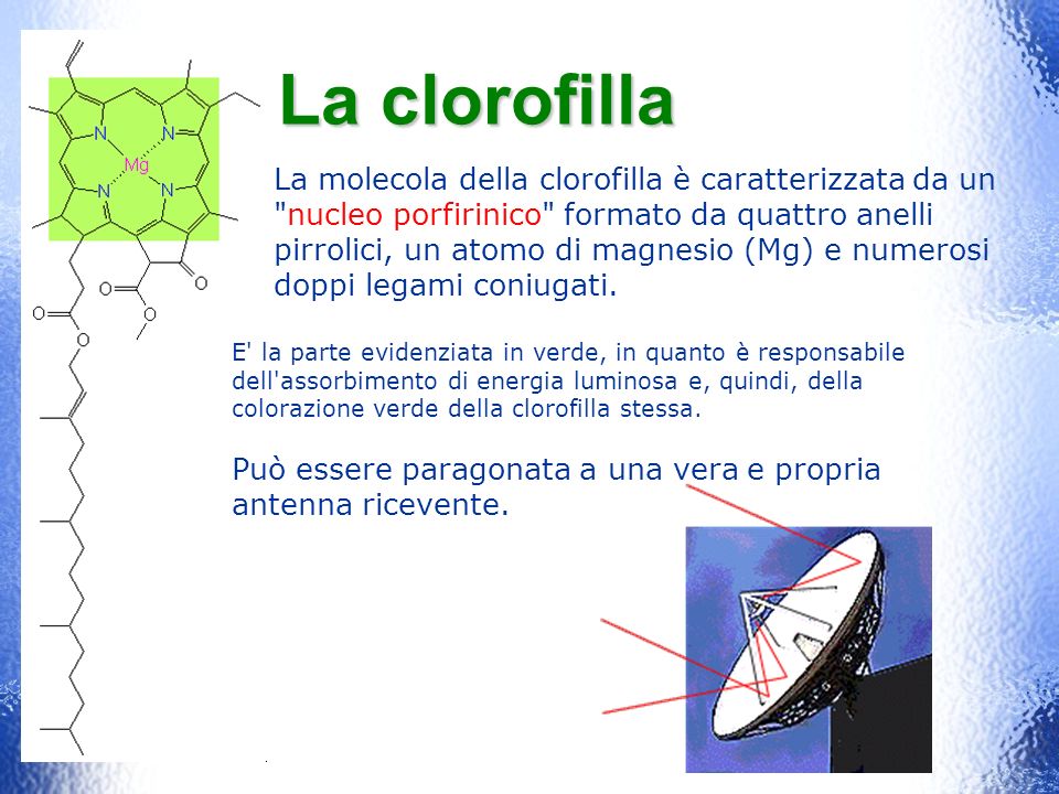 La clorofilla