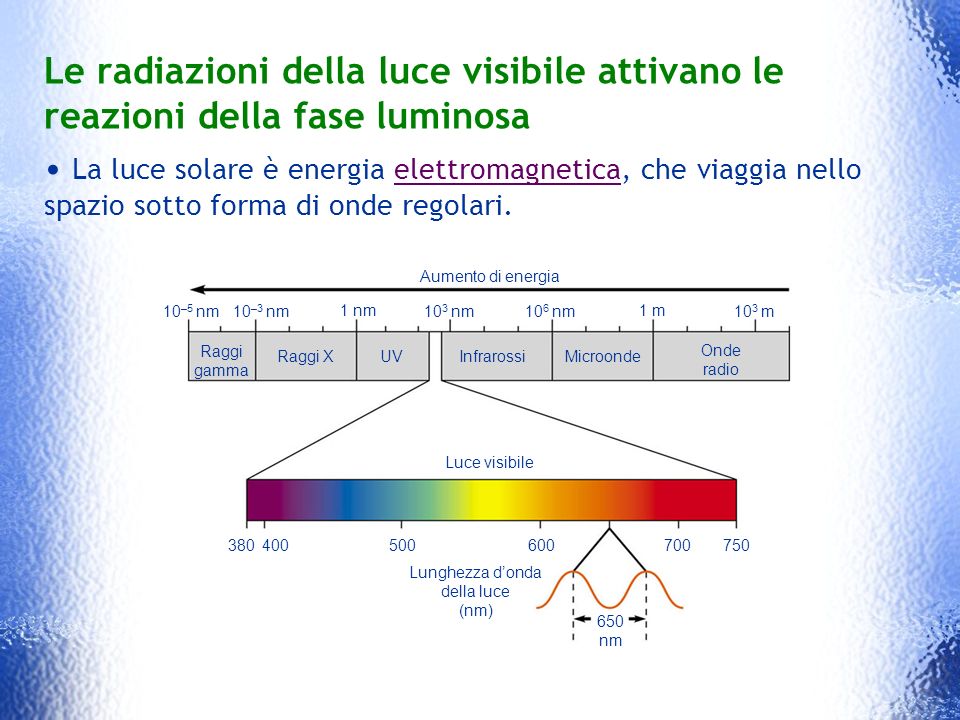 Le radiazioni della luce visibile attivano le reazioni della fase luminosa