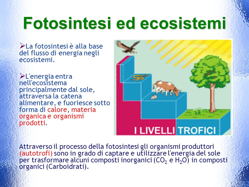 Fotosintesi ed ecosistemi