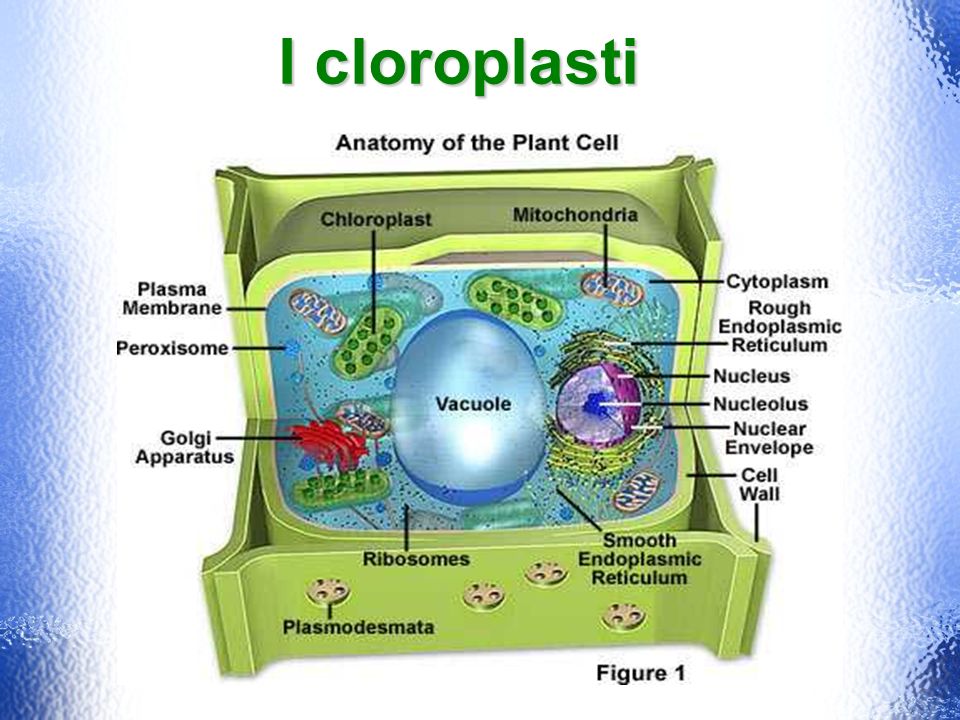 I cloroplasti