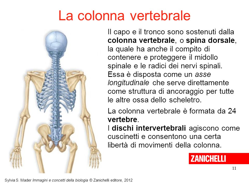 La colonna vertebrale