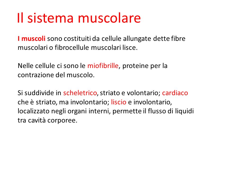 09/09/12 27/11/11. Il sistema muscolare. I muscoli sono costituiti da cellule allungate dette fibre muscolari o fibrocellule muscolari lisce.