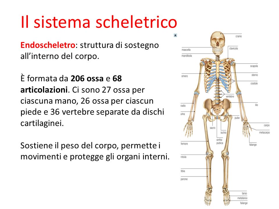 Il sistema scheletrico