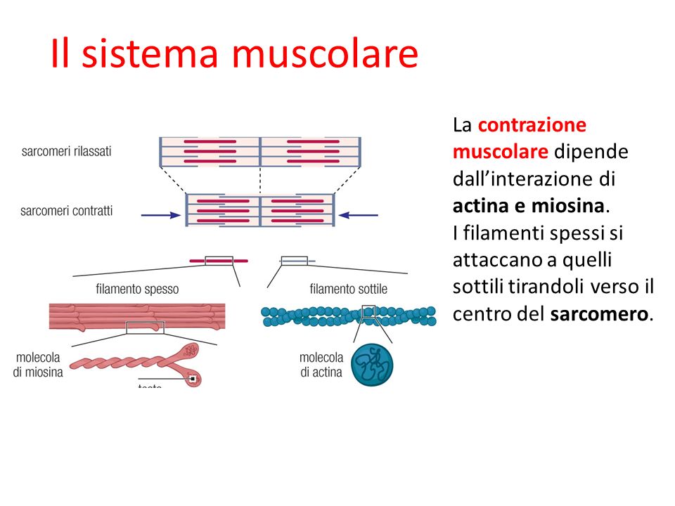 09/09/12 27/11/11. Il sistema muscolare. La contrazione muscolare dipende dall’interazione di actina e miosina.