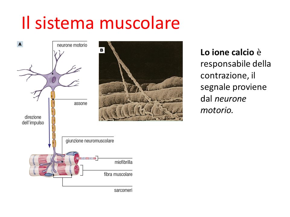 09/09/12 27/11/11. Il sistema muscolare. Lo ione calcio è responsabile della contrazione, il segnale proviene dal neurone motorio.