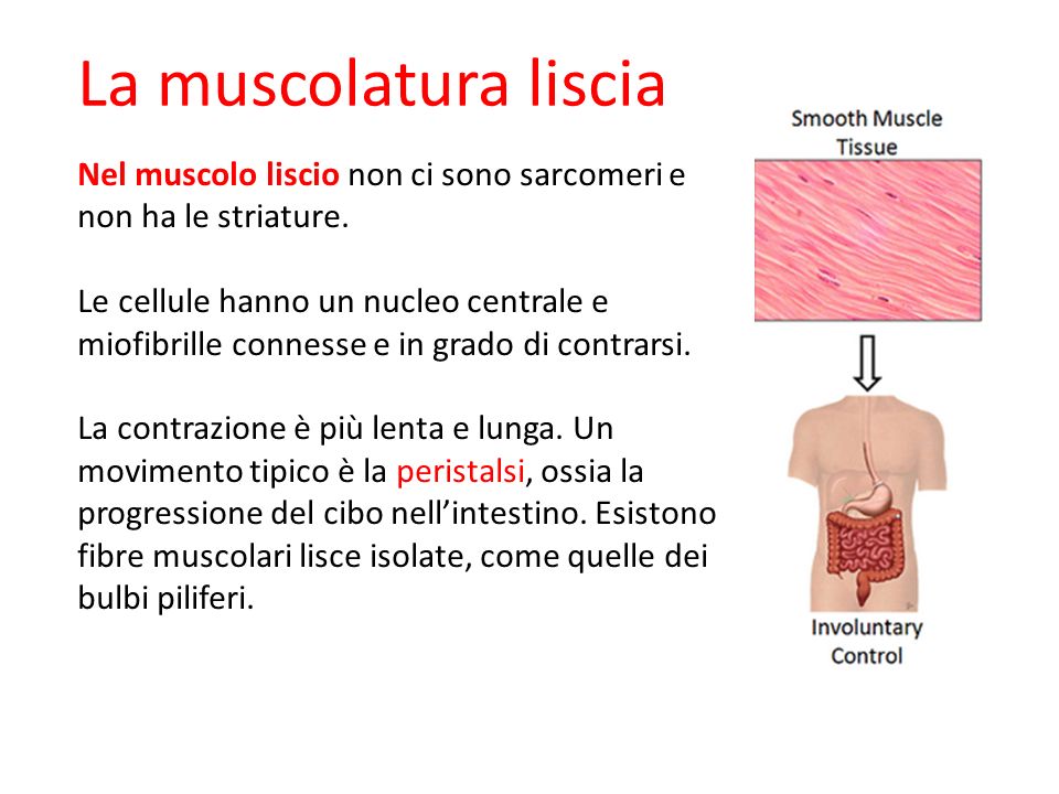09/09/12 27/11/11. La muscolatura liscia. Nel muscolo liscio non ci sono sarcomeri e non ha le striature.