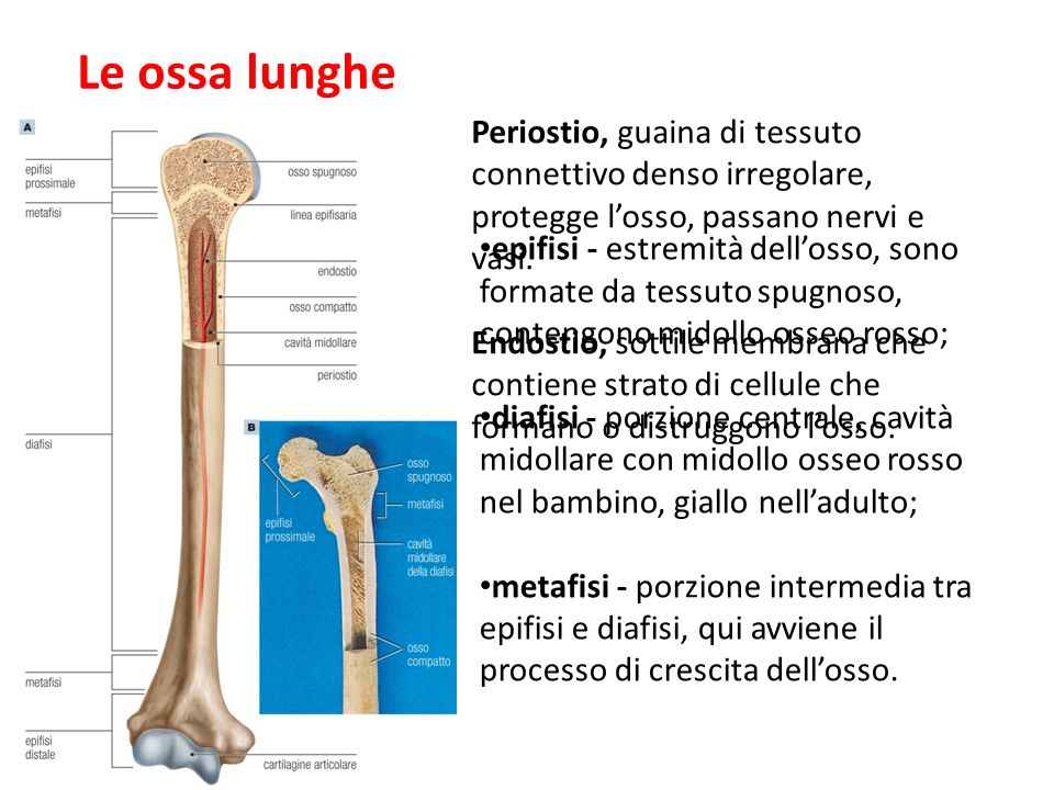 27/11/11 09/09/12. Le ossa lunghe. Periostio, guaina di tessuto connettivo denso irregolare, protegge l’osso, passano nervi e vasi.