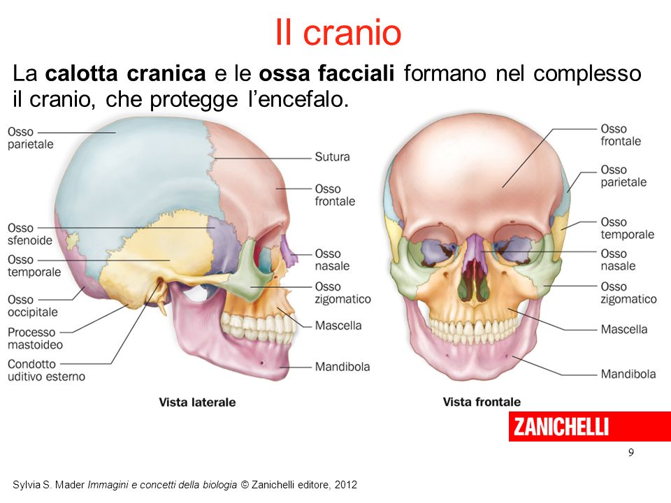 Il cranio La calotta cranica e le ossa facciali formano nel complesso il cranio, che protegge l’encefalo.