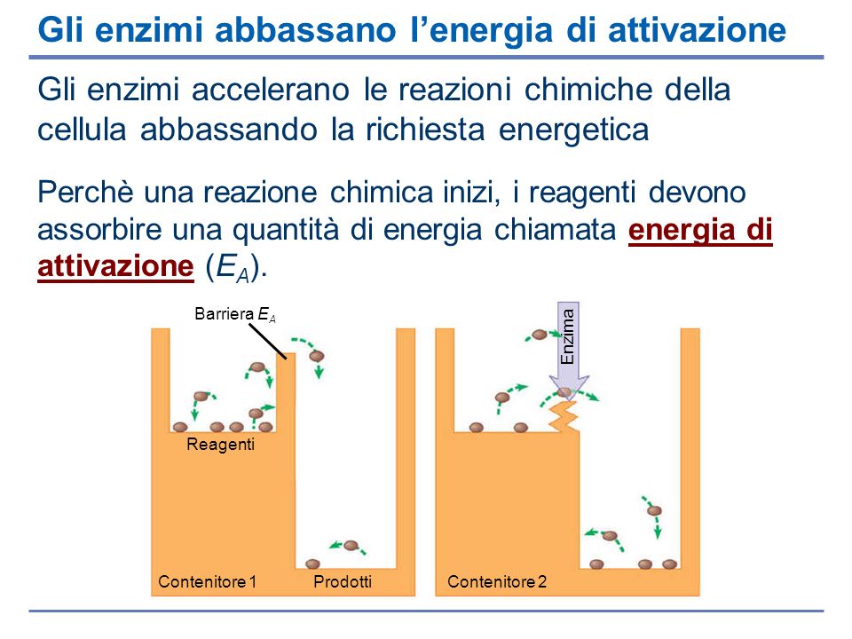 Gli enzimi abbassano l’energia di attivazione