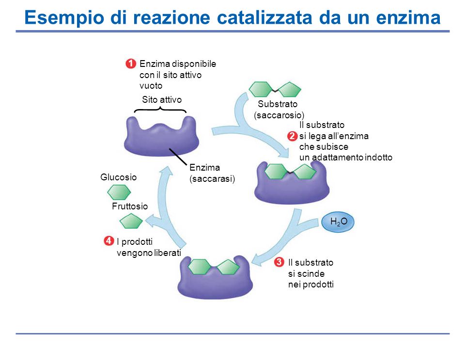 Esempio di reazione catalizzata da un enzima