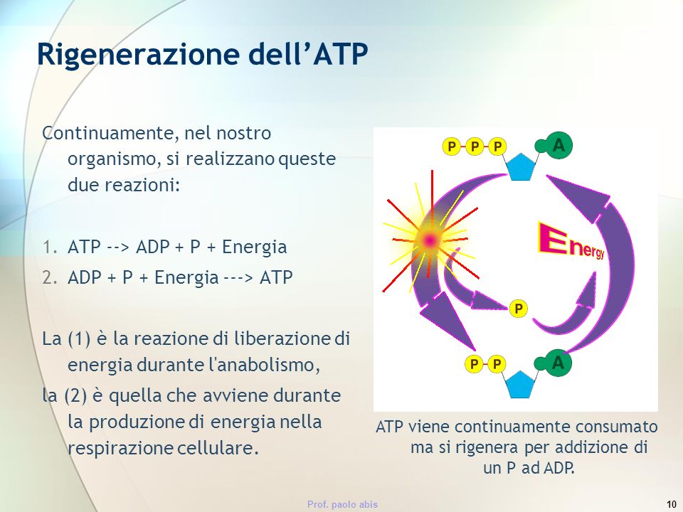Rigenerazione dell’ATP