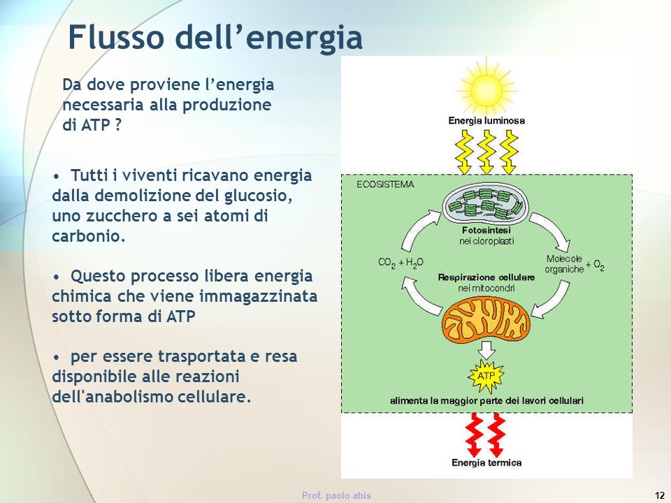 Flusso dell’energia Da dove proviene l’energia necessaria alla produzione di ATP
