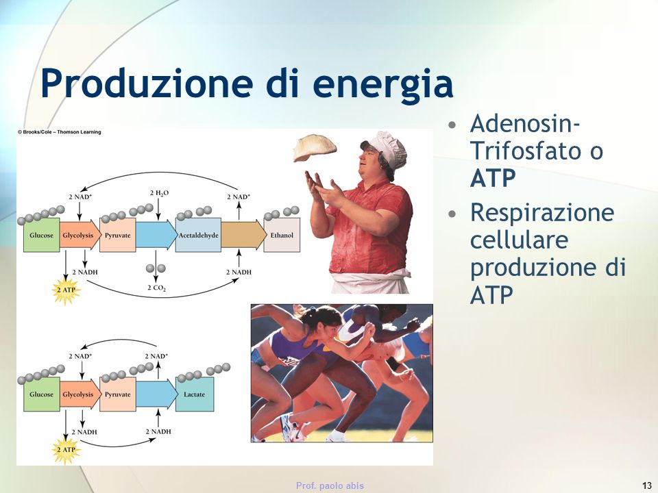Produzione di energia Adenosin-Trifosfato o ATP
