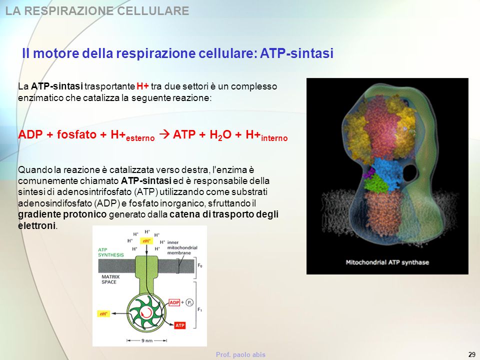 Il motore della respirazione cellulare: ATP-sintasi