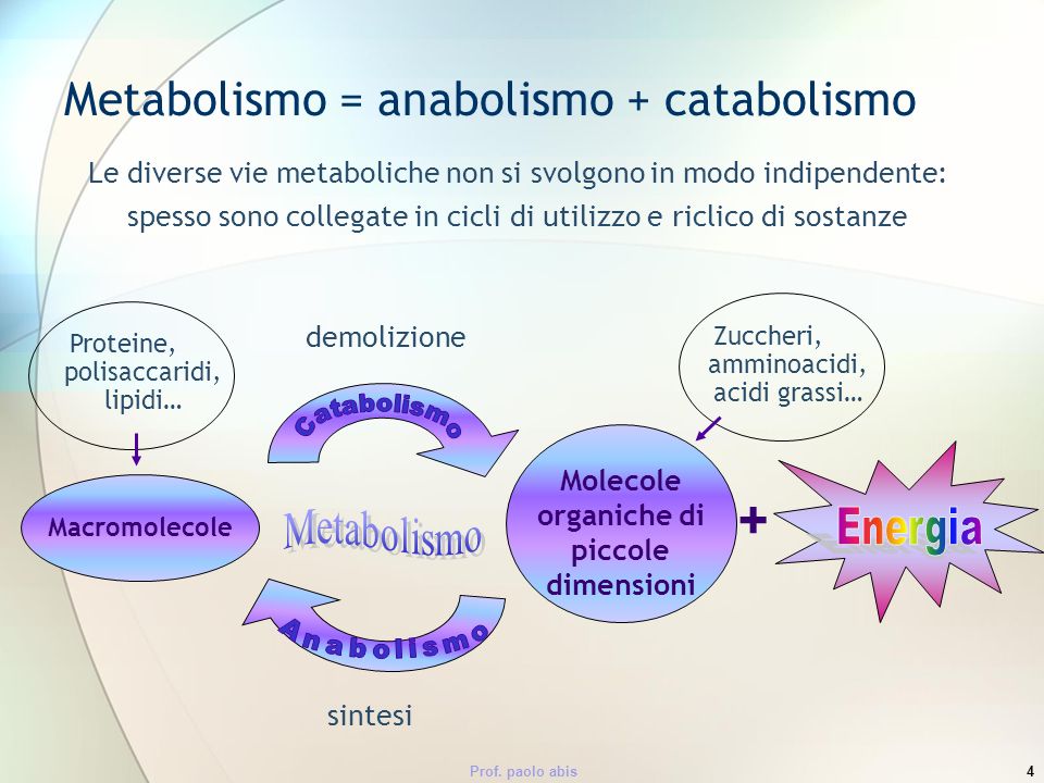 Metabolismo = anabolismo + catabolismo