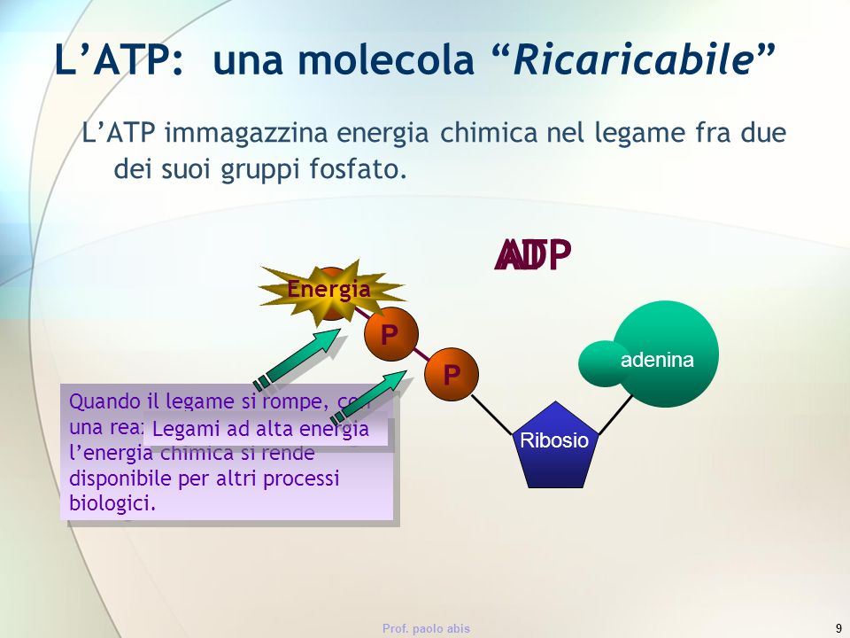 L’ATP: una molecola Ricaricabile