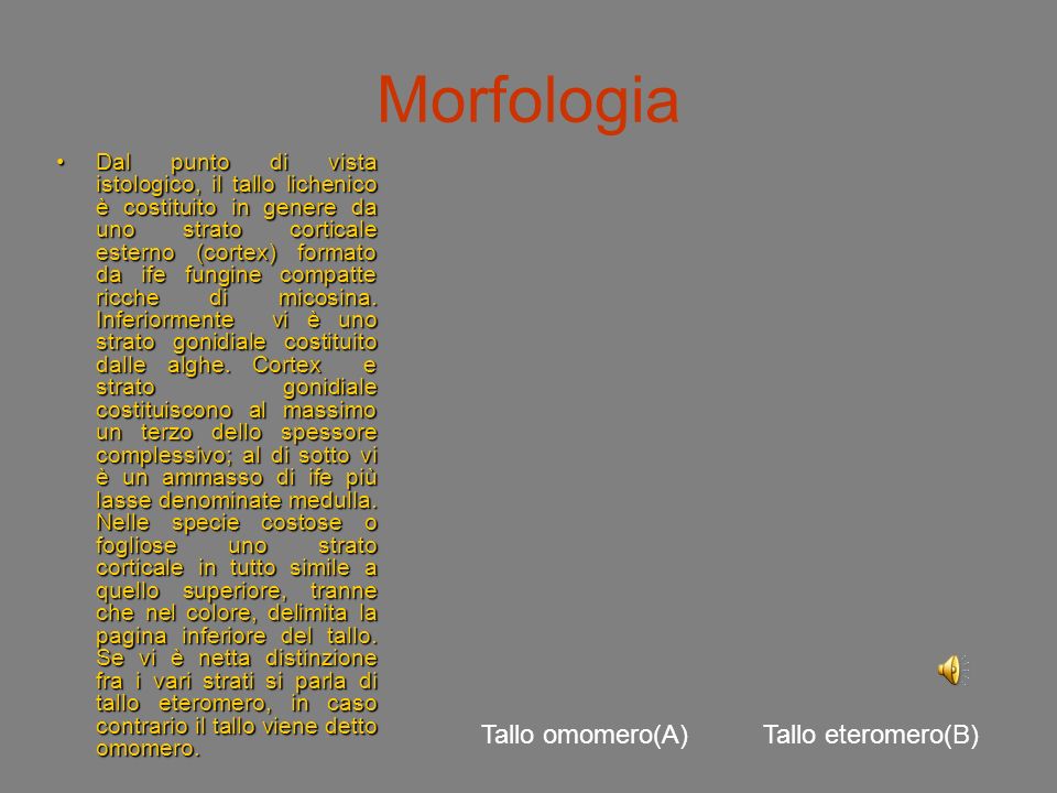 Morfologia Tallo omomero(A) Tallo eteromero(B)