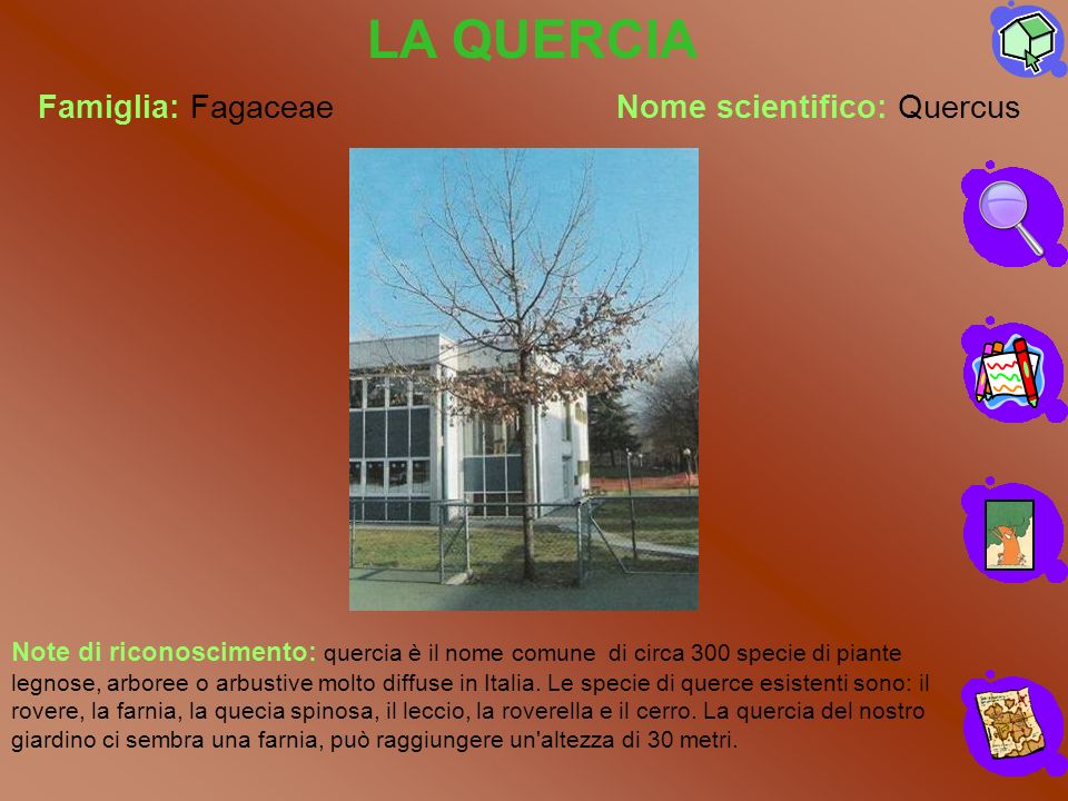 LA QUERCIA Famiglia: Fagaceae Nome scientifico: Quercus