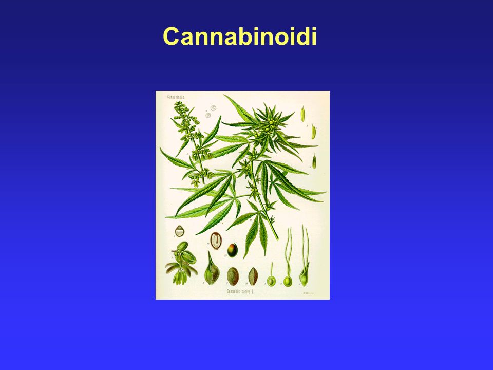 Cannabinoidi