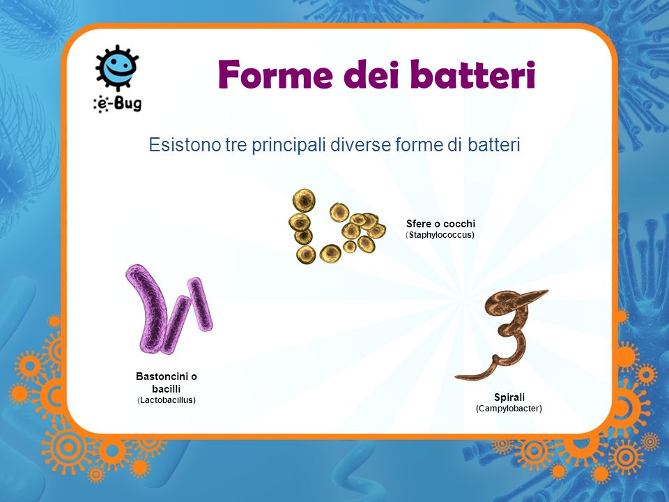 Esistono tre principali diverse forme di batteri