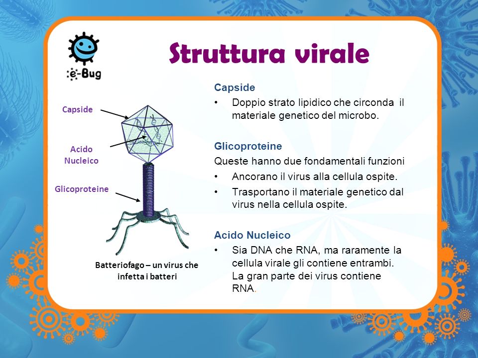 Batteriofago – un virus che infetta i batteri