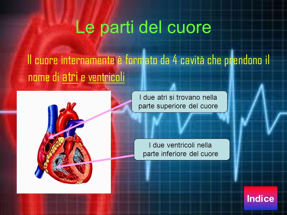Le parti del cuore Il cuore internamente è formato da 4 cavità che prendono il nome di atri e ventricoli.