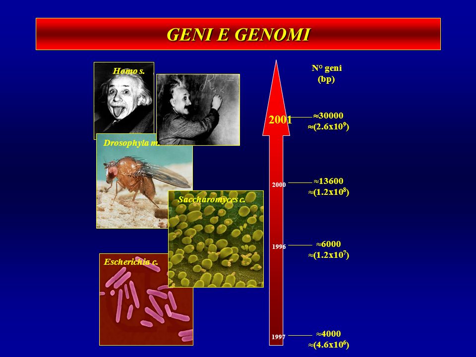 GENI E GENOMI 2001 N° geni Homo s. (bp) 30000 (2.6x109)