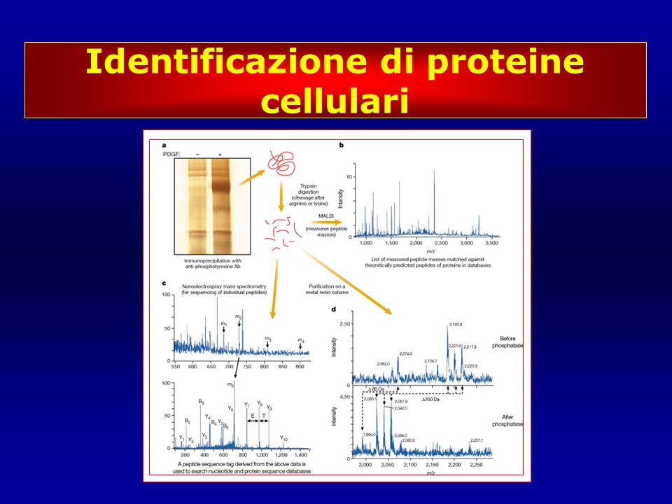Identificazione di proteine cellulari