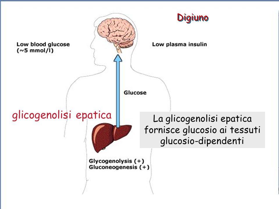 glicogenolisi epatica
