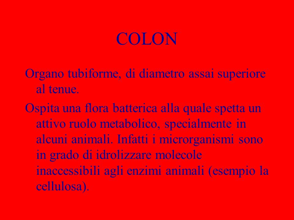 COLON Organo tubiforme, di diametro assai superiore al tenue.