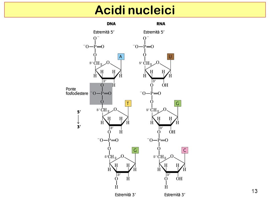 Risultati immagini per aCIDI NUCLEICI