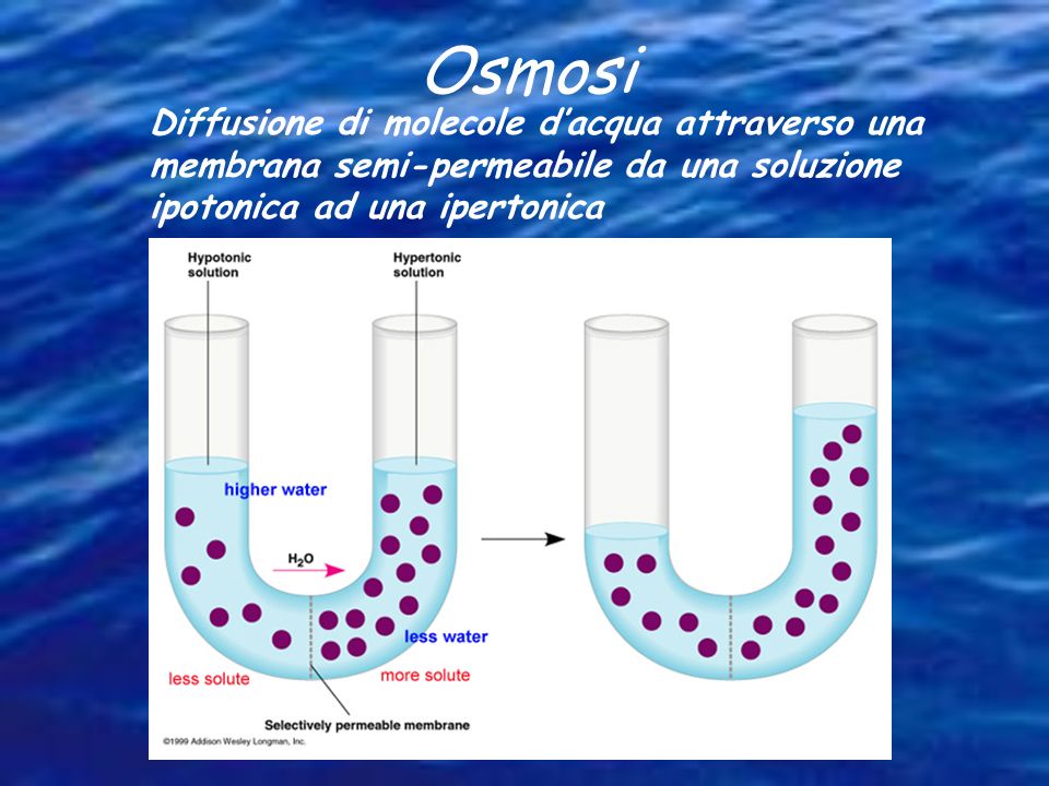 Osmosi Diffusione di molecole d’acqua attraverso una membrana semi-permeabile da una soluzione ipotonica ad una ipertonica.